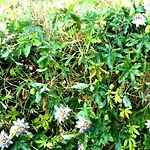 Foximanna On The North Floor In A Surrounded By Greenery Facing The Sea Apartment *