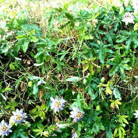 Foximanna On The North Floor In A Surrounded By Greenery Facing The Sea Апартаменты *